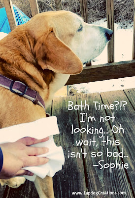 Sophie HATES bathtime... but doesn't mind Quick Bath Wipes, and that makes her Mama very happy!  #QuickBathWipes #LapdogCreations #dogmomproblems