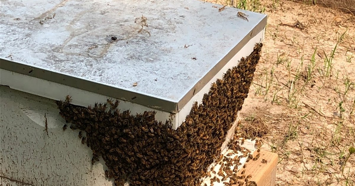 What Should I Be Doing With My Bees This Month? Three of the four colonies of bees need another