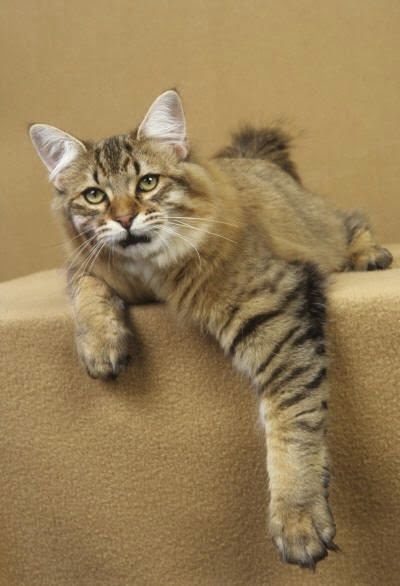 Amazing 5 Cat Breeds With Long Lifespans