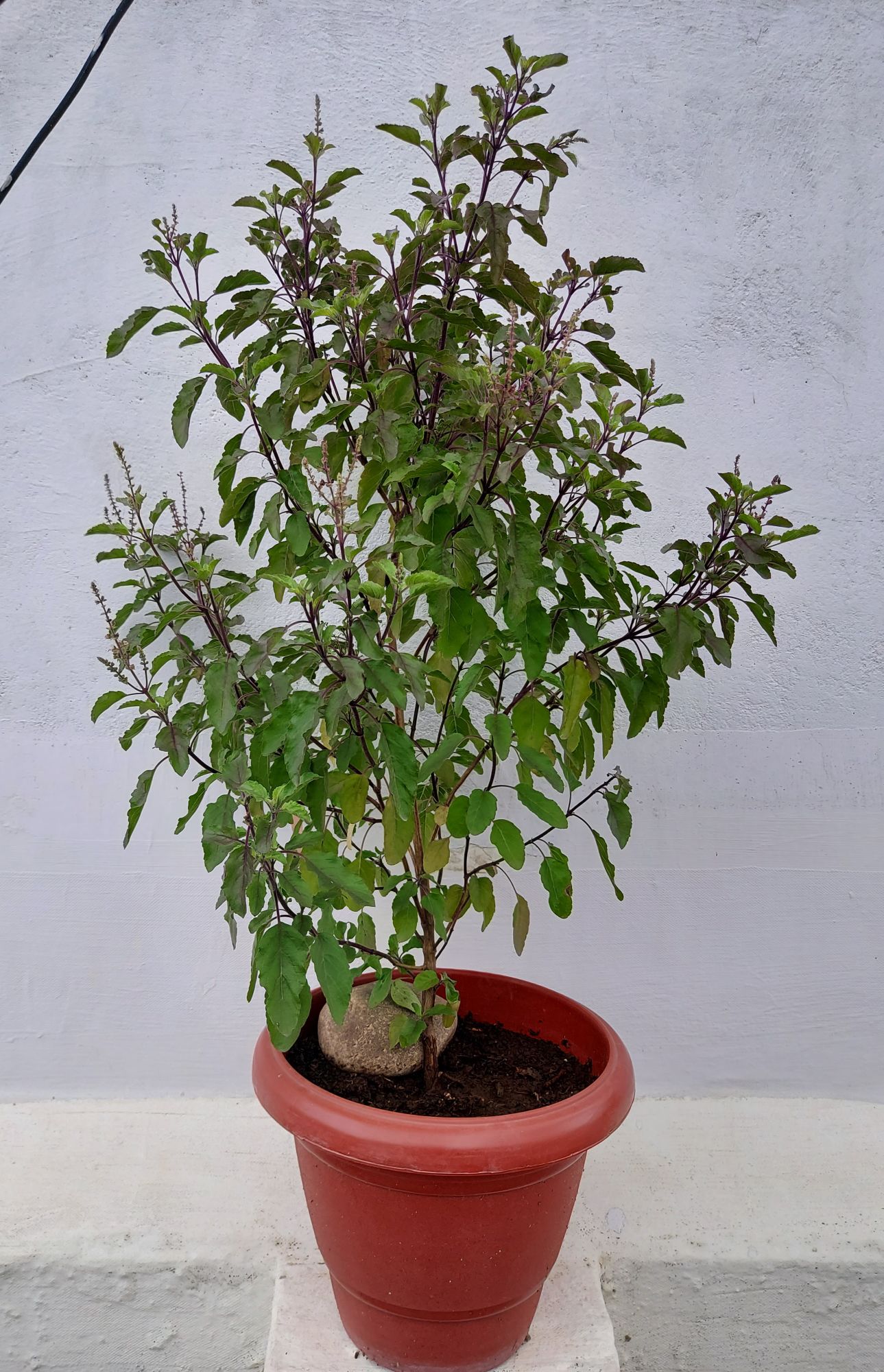 Why are Tulsi plant dying in winter (6 main reasons)