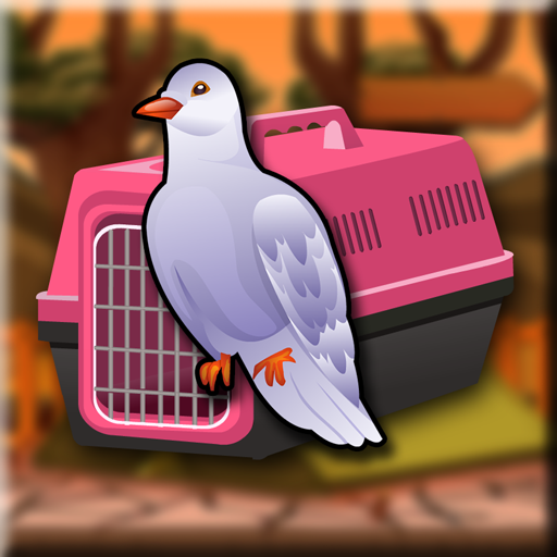 Ringneck Dove Escape Walkthrough