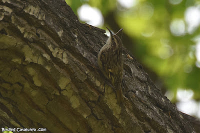 Raspinell (Certhia brachydactyla)