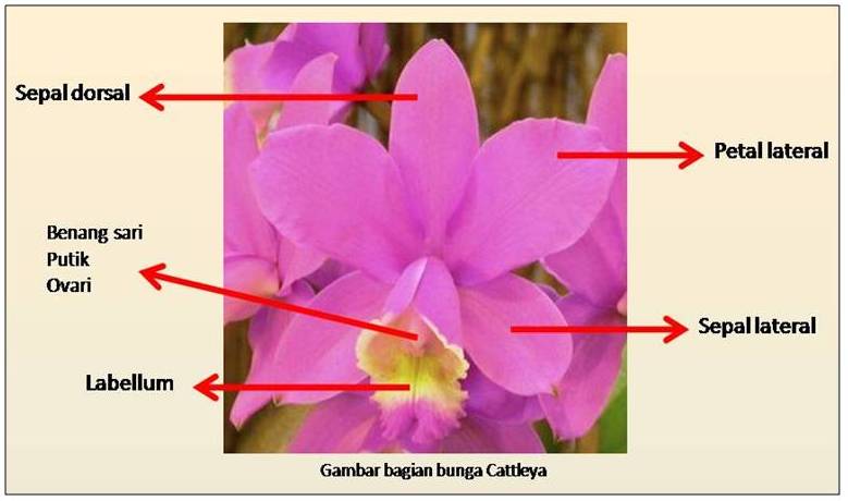  Singhasari Orchid Catleya