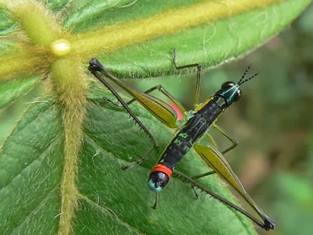 a96933_a578_8-insect