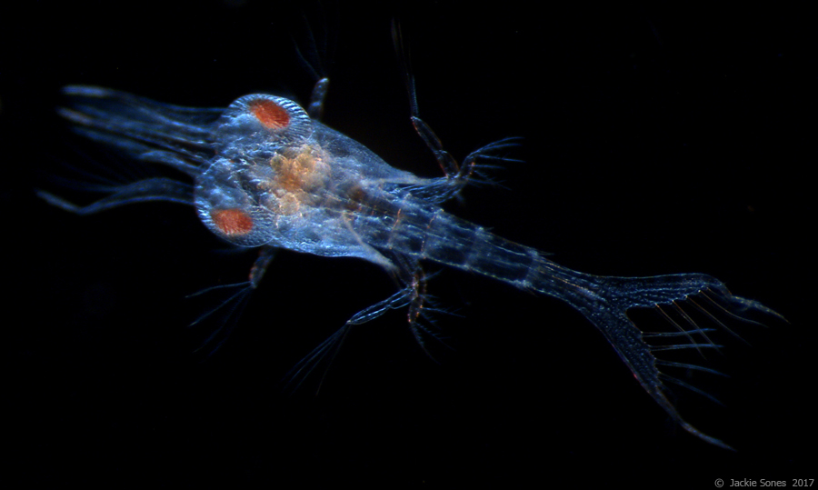 The Natural History of Bodega Head Pelagic Red Crab zoea!