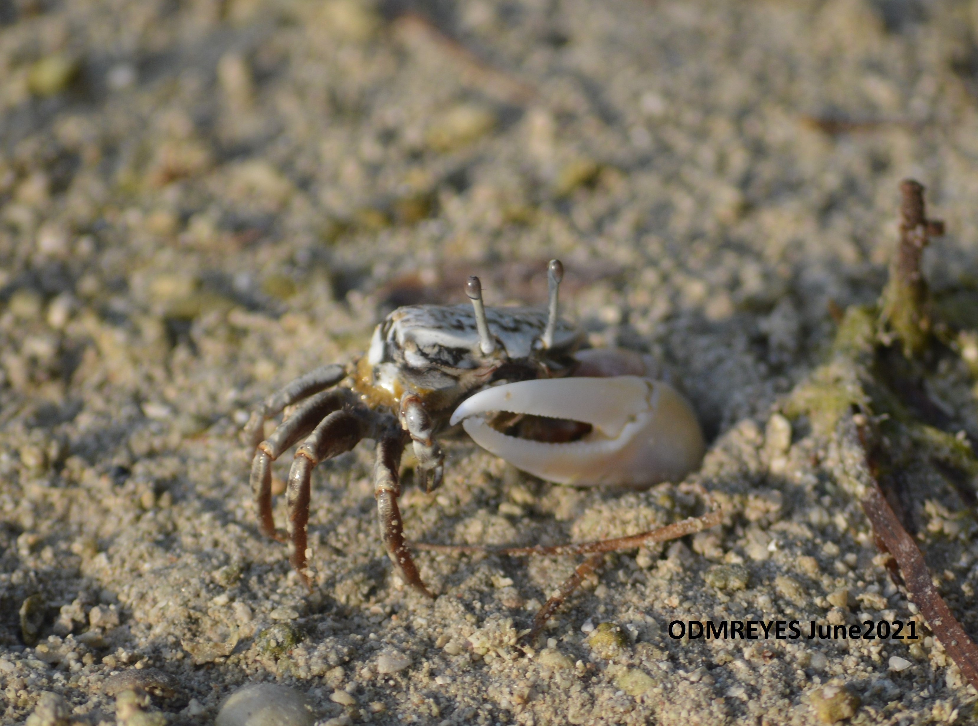 Samurai Bug Chronicles: A White-Handed Fiddler Crab Encounter at the ...