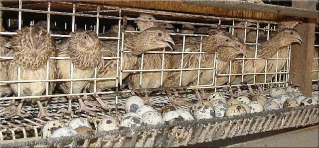 Resep Jamu Ternak Untuk Burung Puyuh Agar Produktivitasnya