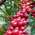 Produtores iniciam colheita da safra de café em Rondônia