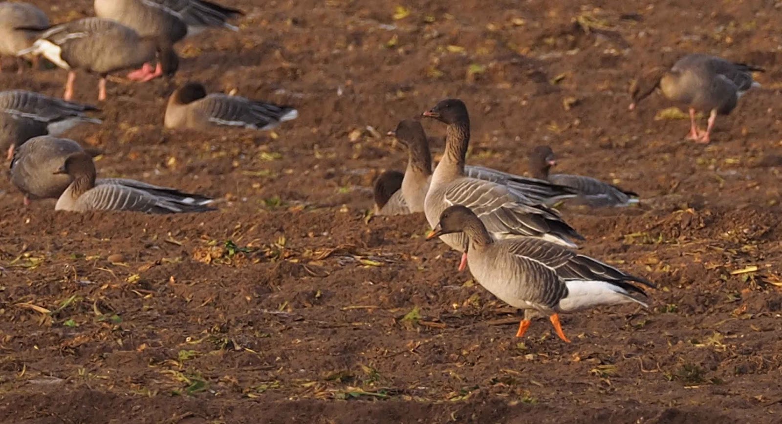 TropicBirdArt Blog from Holt 20180213 Taiga Bean Goose Ringstead