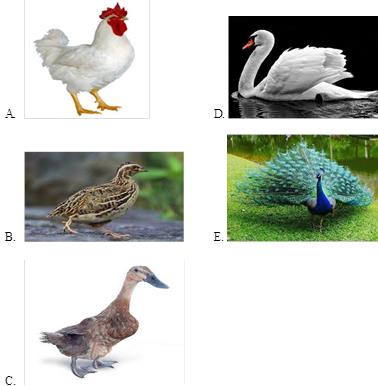 Soal Dan Pembahasan Penilaian Harian Materi Keanekaragaman Hayati Biologi Kelas X Sma Ma Biologine Pak Mycunk