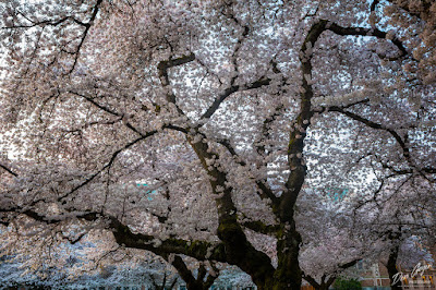 Image of University of Washington Cherry Blossoms