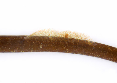 Worm Pipefish Nerophis lumbriciformis