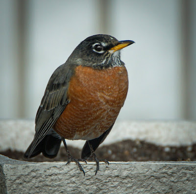 robin perched on a bird bath