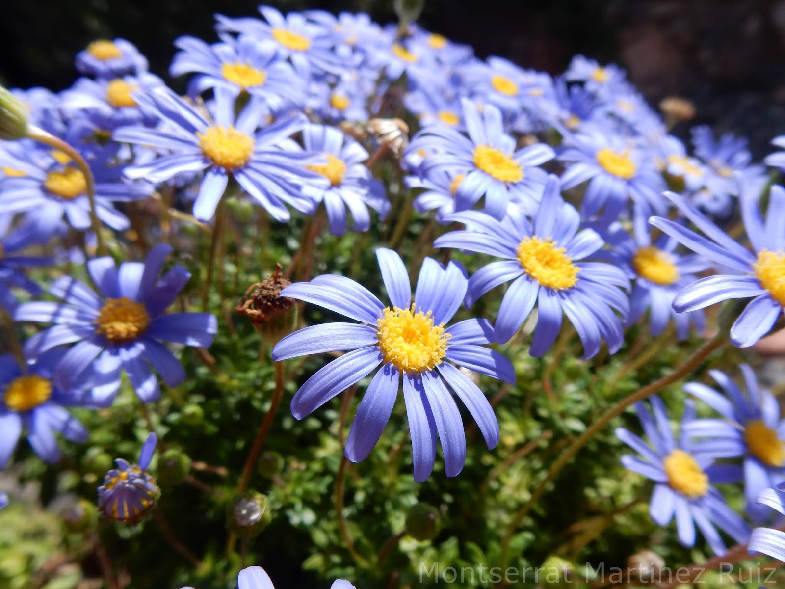 AGATHEA, la margarita azul BOTÀNIC SERRAT