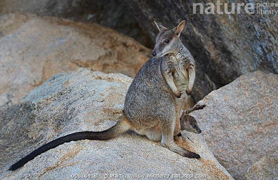 Wallaby roquero (Petrogale assimilis)