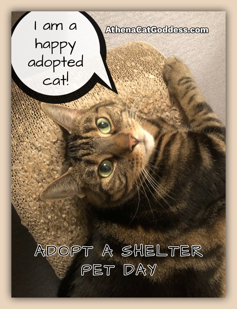 Athena Cat Goddess Wise Kitty National Tabby Day and Adopt A Shelter
