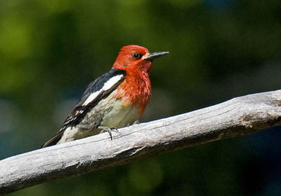 Photo of Red-breasted Sapsucker on tree branch