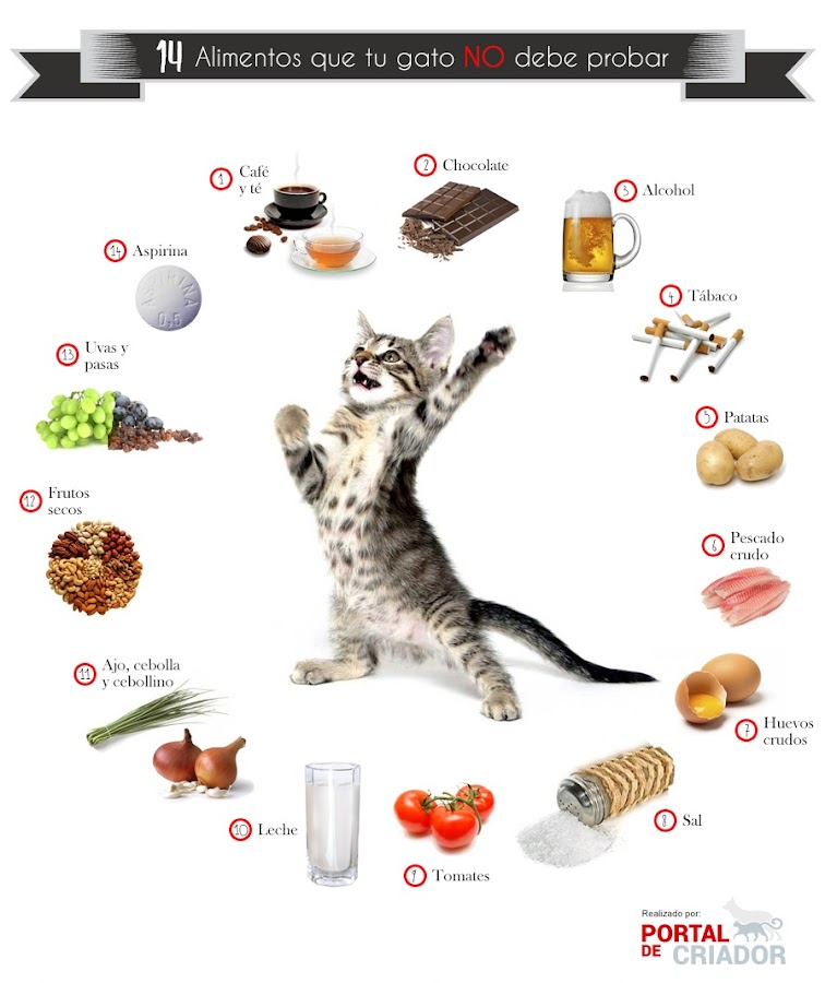 alimentación-prohibida-gatos