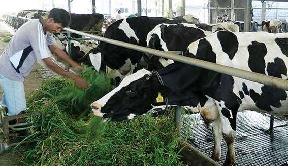 Agrowisata Sapi Perah tempat wisata boyolali