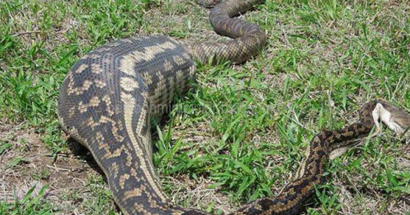 √ 99 Arti Dan Makna Mimpi Dimakan Ular Besar Menurut Tafsir Islam dan