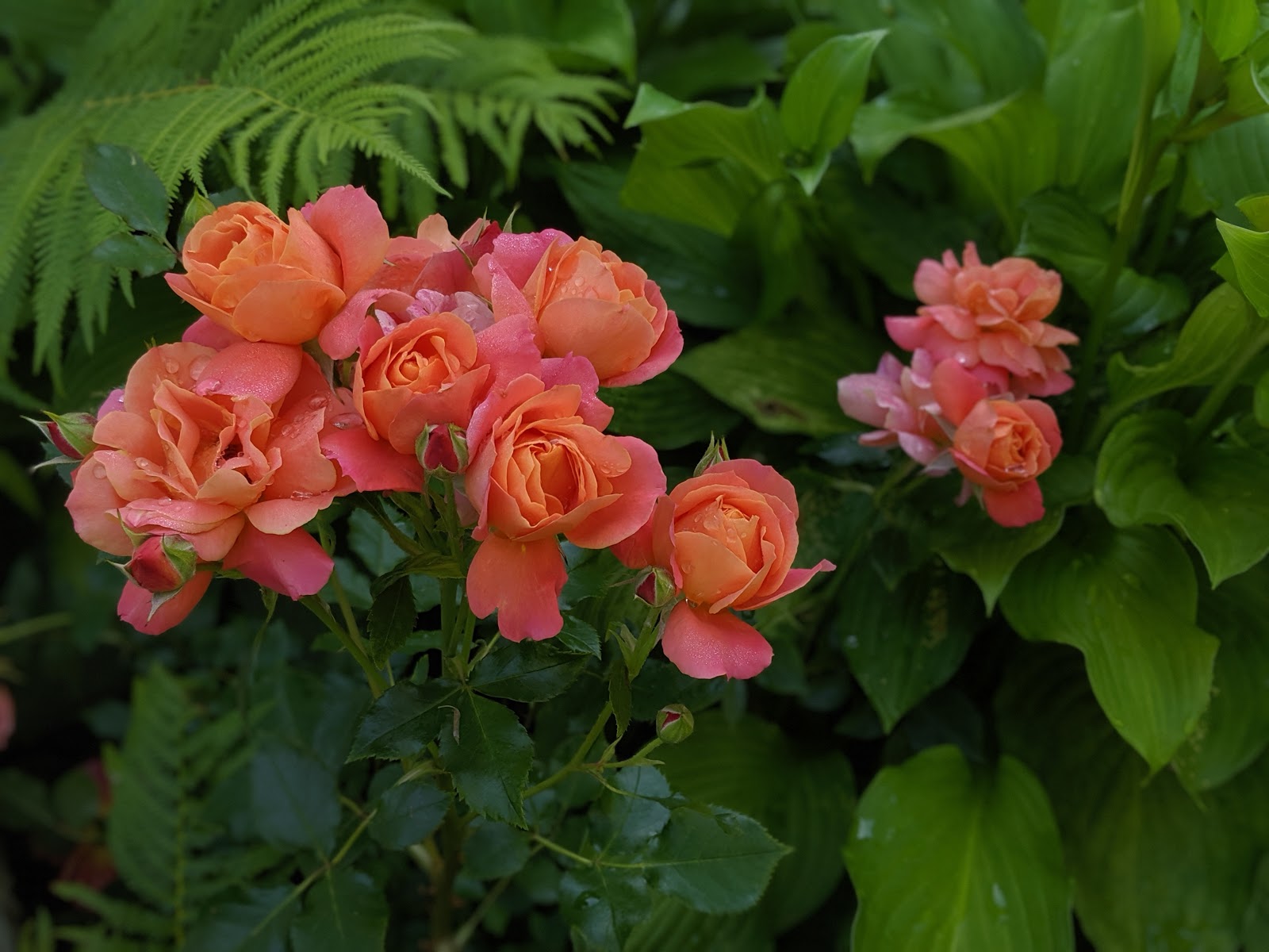 Disneyland Rose In Bloom - June 2019