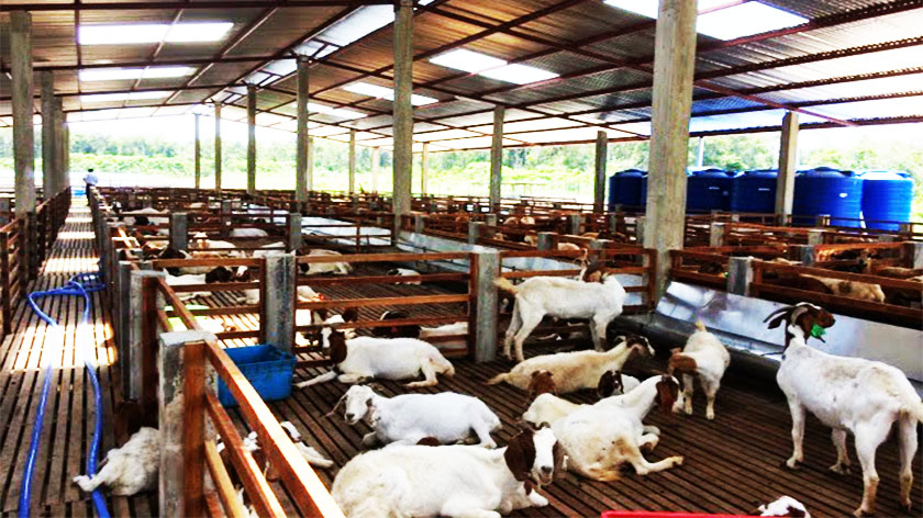 goat, goats, goat shed, goat farming, most profitable pets to breed and sell