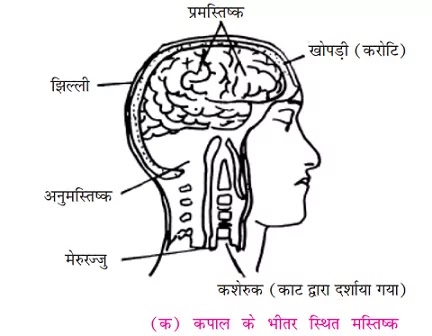 मस्तिष्क | संरचना | कार्य। (Brain in hindi)