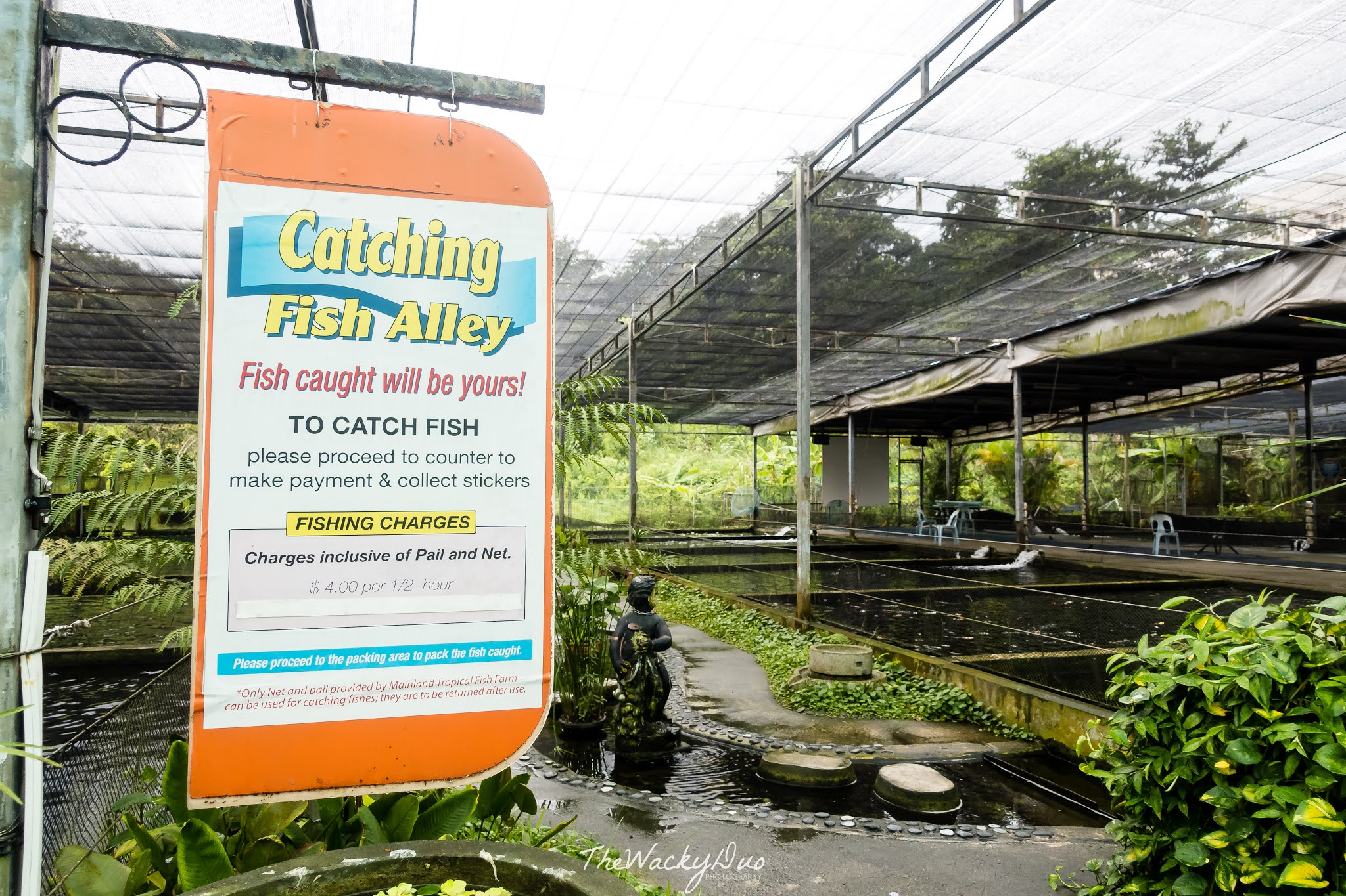 Mainland Tropical Fish Farm Review Singapore
