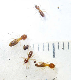 Soldiers and workers of a Bulbitermes species of termite