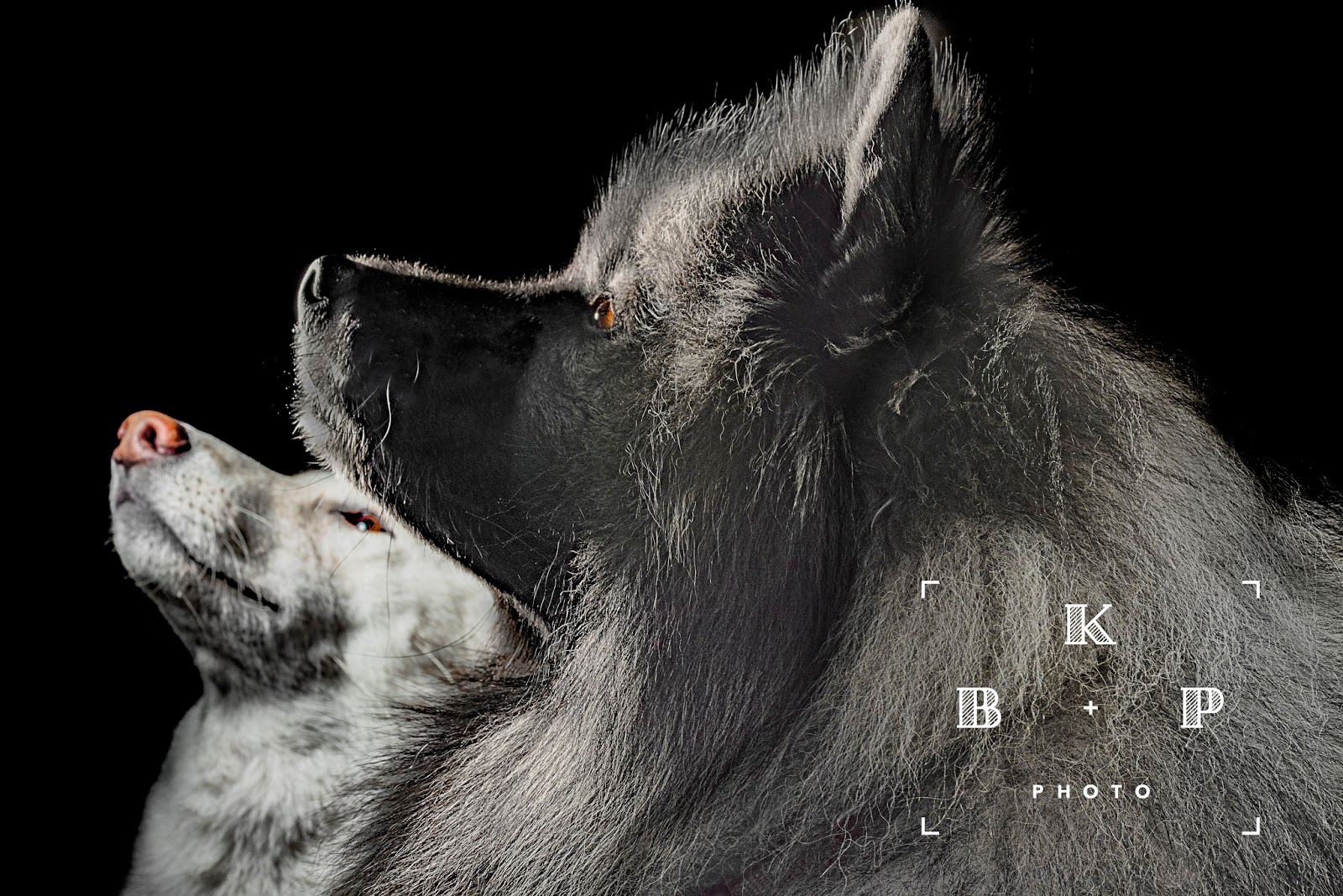 MoSa Dogs Travel Blog 105th Street Dog Run Riverside Park