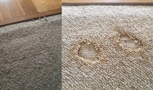 carpet-repair-in-brisbane
