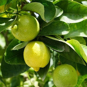Bibit Jeruk Lemon