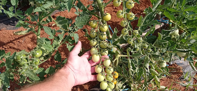 Cosechar tomates cherry