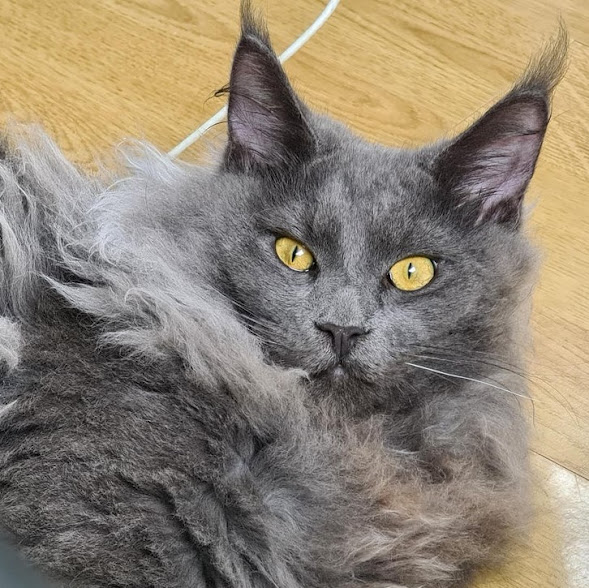 6monthold male Maine Coon scratches everything and sucks the tip of