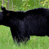 Three-Year-Old Missing For Days In The Freezing Cold Reported That A Bear Kept Him Safe