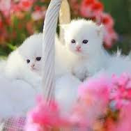 Cute And Funny Images Of White Kitten 