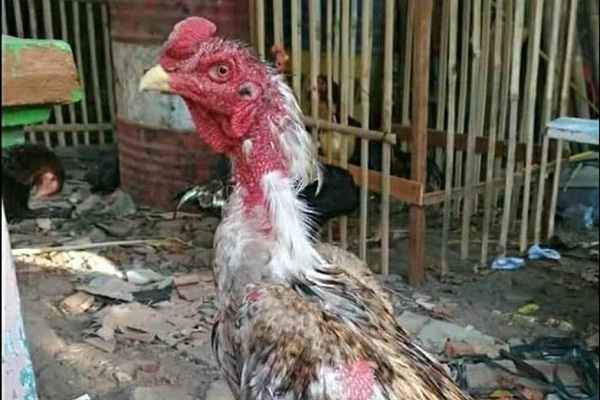 Cara Merawat Ayam Aduan yang Sudah Tua