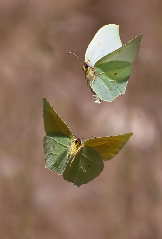 O EFEITO DAS FOTOGRAFIA SOBRE O ESPÍRITO