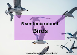 birds sentences lines