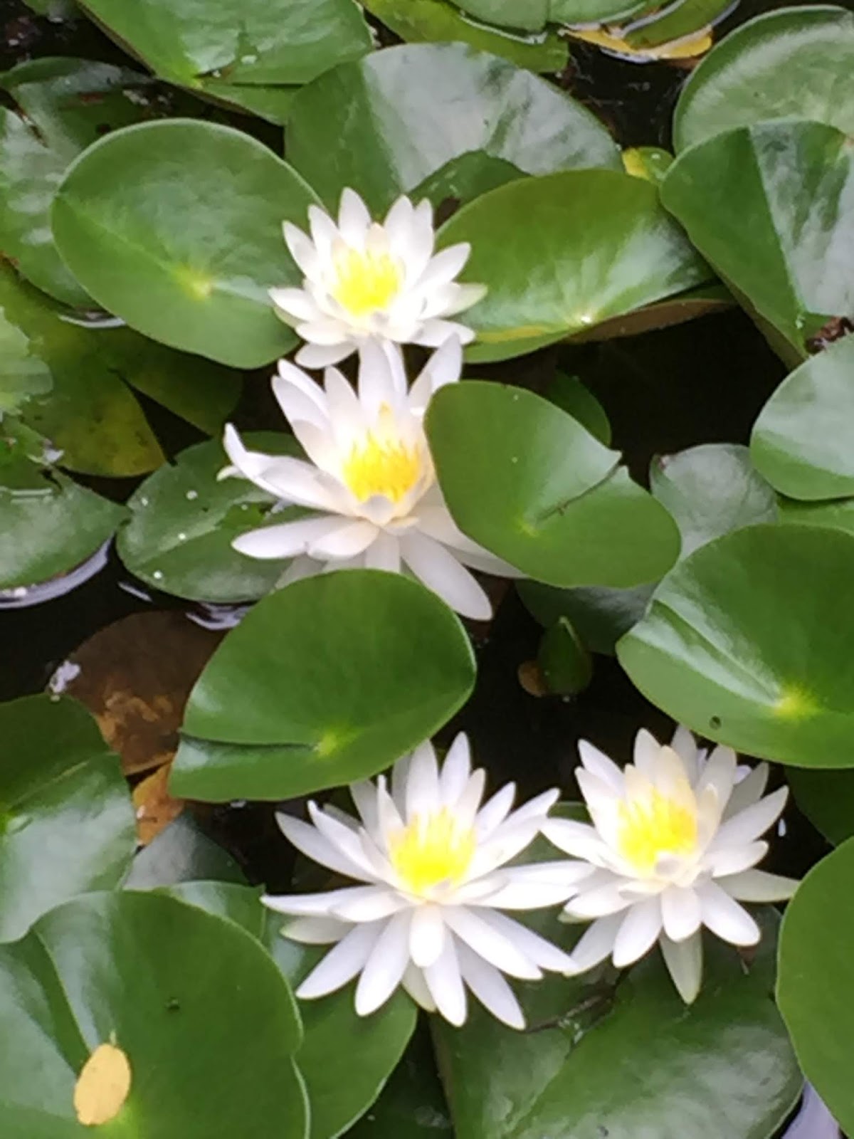 Bush Lily Stock Photos Bush Lily Stock Images Alamy