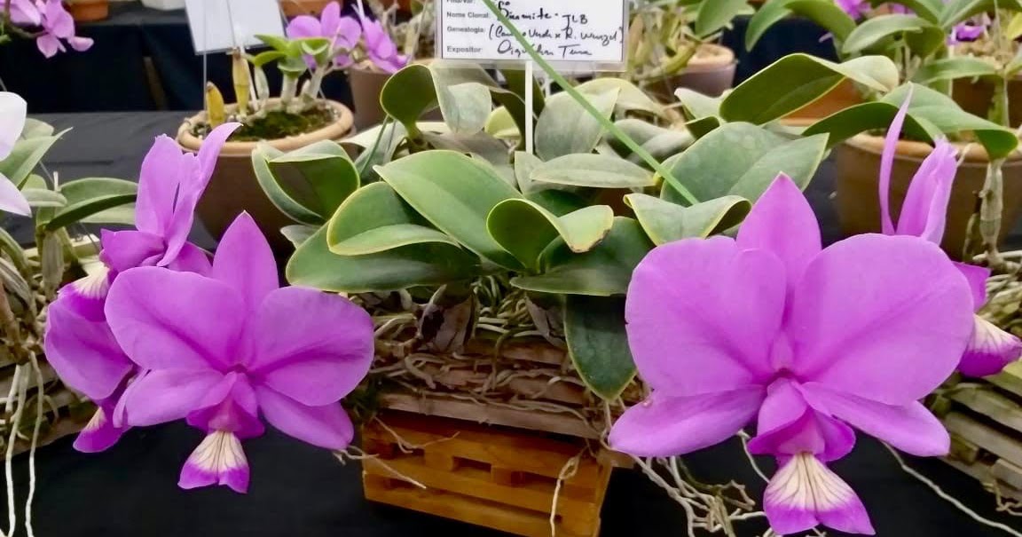 Londrina sedia 1ª Exposição Nacional das orquídeas Cattleya walkeriana e  nobilior | Orquidário UEL