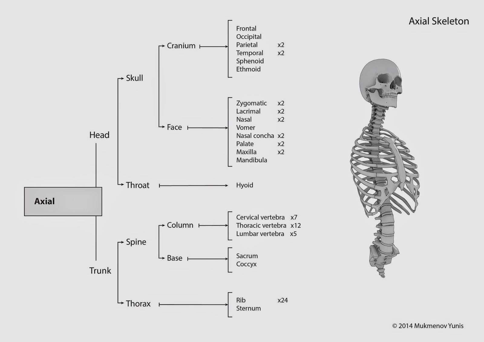 Скелет включает в себя следующие отделы. Осевой отдел скелета. Кости осевого скелета. Строение осевого скелета человека. Суставы осевого скелета.
