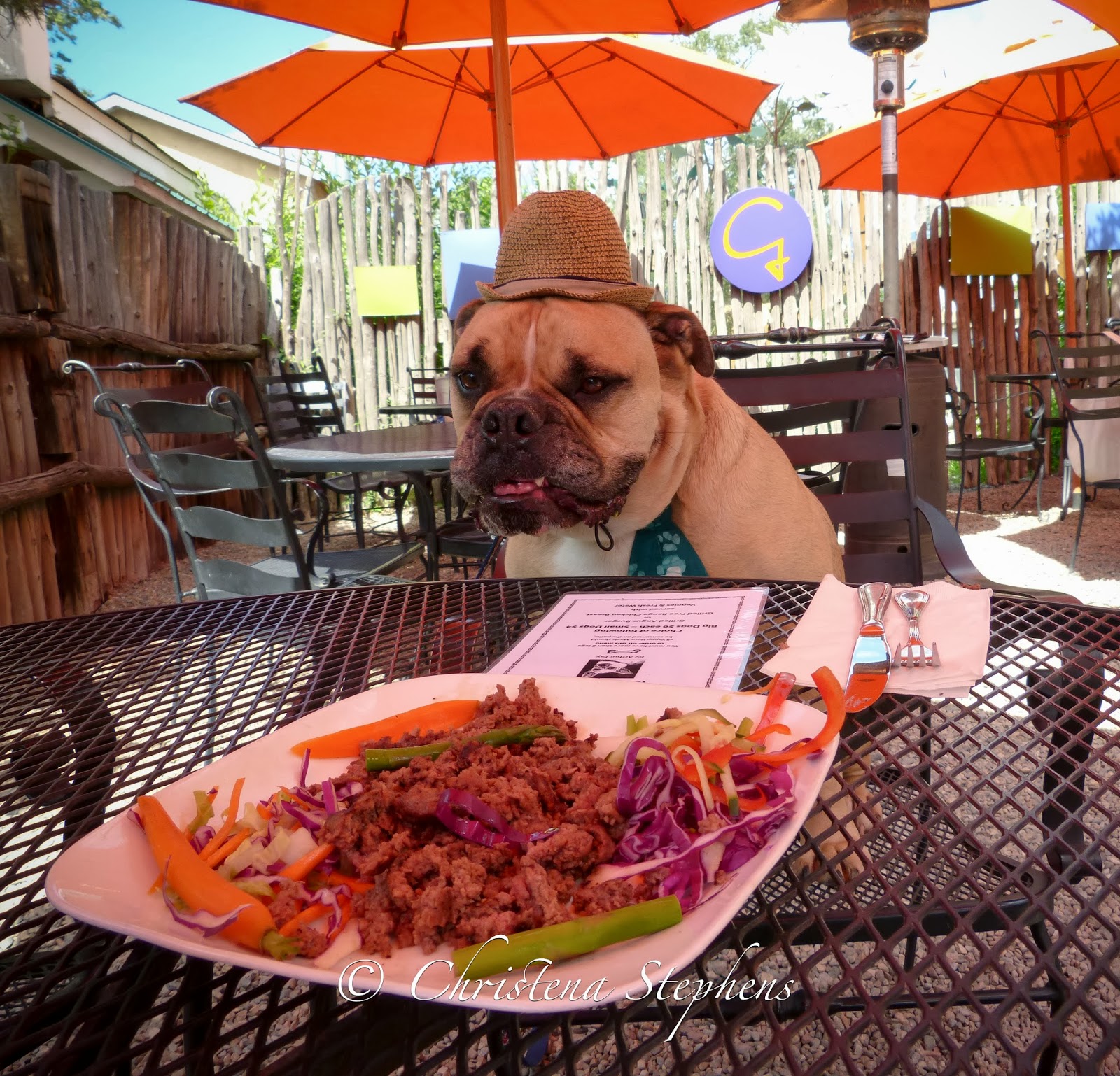 Travelin' Jack's Dog Blog Taos....Well it's Just TAOSRRIFIC and pet