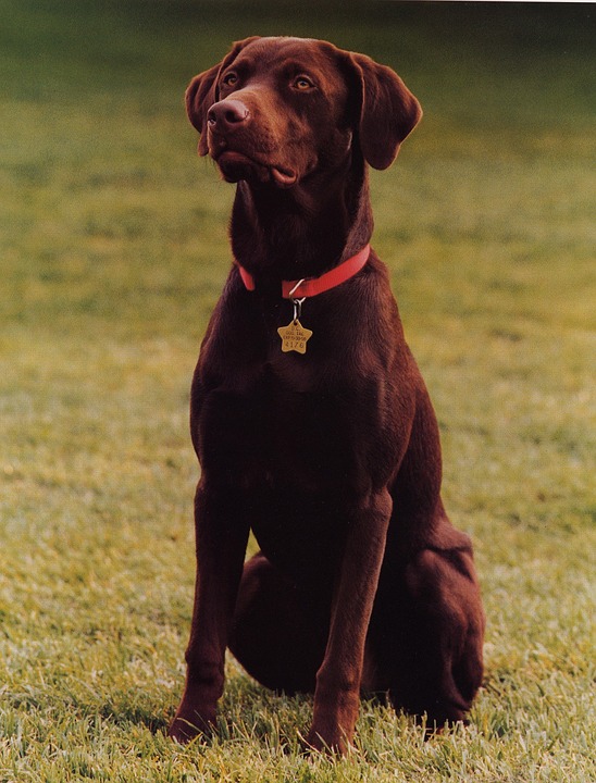 Why chocolate labs don’t live as long as other retrievers Pets Lovers