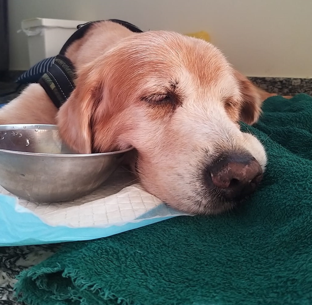 What Are The Symptoms Of Lactose Intolerance In Dogs