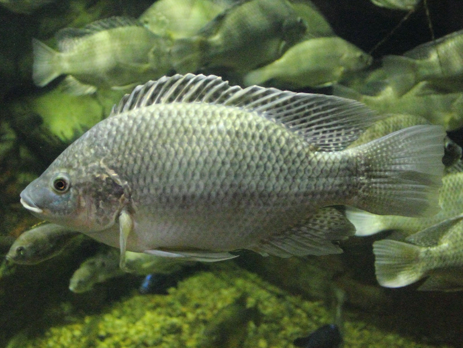 Fish Index Mozambique Tilapia (Oreochromis mossambicus)