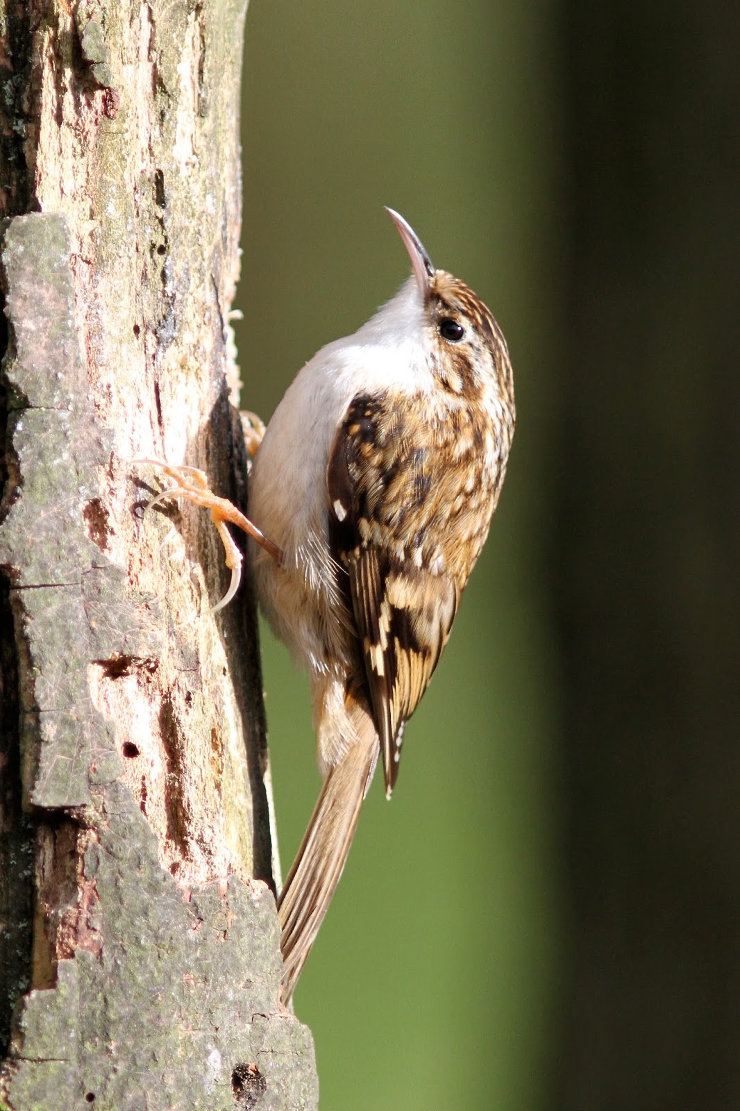 TrogTrogBlog Bird of the week Treecreeper