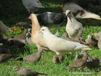 Rock Pigeons and Zebra Doves being fed on Magic Island, Oahu – © Denise Motard