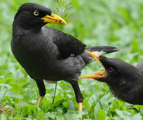 16 Perbedaan Ciri Burung Jalak Kebo Jantan Dan Betina Paling