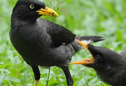 16 Perbedaan Ciri Burung Jalak Kebo Jantan Dan Betina Paling